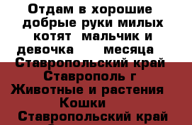 Отдам в хорошие ,добрые руки милых котят (мальчик и девочка 1,5  месяца) - Ставропольский край, Ставрополь г. Животные и растения » Кошки   . Ставропольский край,Ставрополь г.